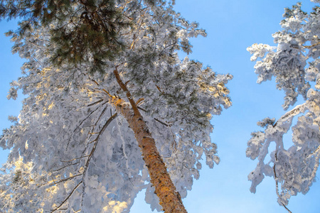 冬季森林中的雪覆盖着松树，来自蒸汽加热锅炉房。 雪林