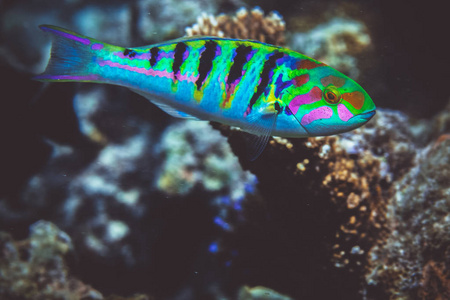 印度洋珊瑚礁下的羽状鱼水下图像