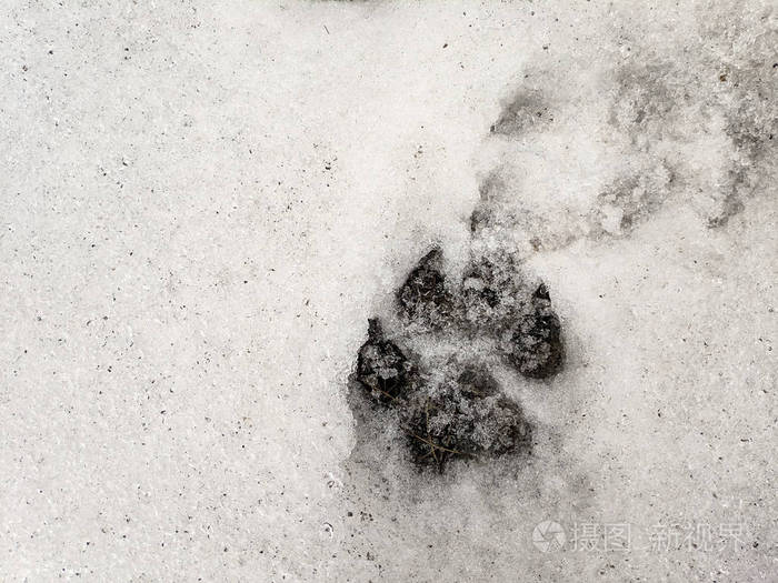 雪上的爪子印狗和狼的爪子