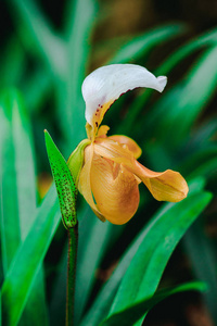 属植物是一种兰花.在老挝发现