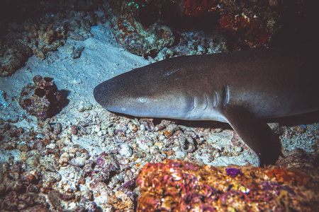 地中海珊瑚礁海底鲨鱼图片