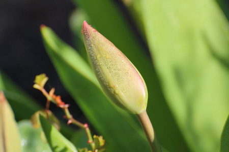 含露珠的红色郁金香花芽