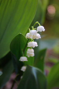 花园里的装饰花