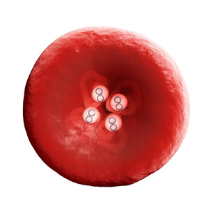 血红蛋白或血红蛋白Hb或HGB是红细胞中含有氧转运金属蛋白的铁。 血液中的血红蛋白携带氧气从肺或鳃到身体的其余部分。 它释放氧气