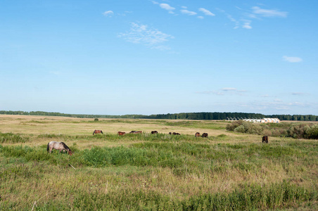 马在广阔的草地和田野里放牧。 晴天。 夏天。