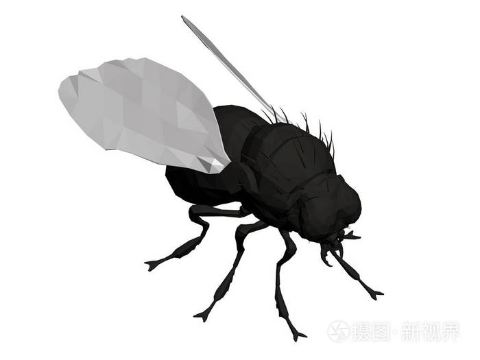 黑色的苍蝇有白色的翅膀 等距视图 3d 矢量图.