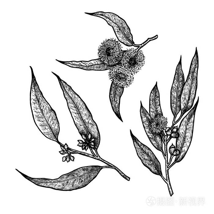 手绘的桉树复古矢量草图