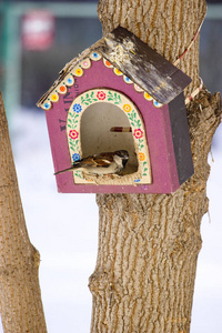 冬天为鸟类提供住所。