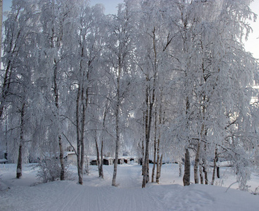 树上覆盖着毛茸茸的雪。