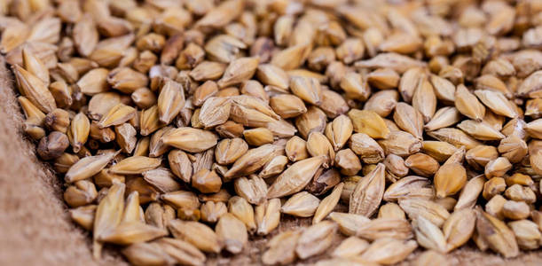 大麦豆。 麦芽颗粒接近。 大麦在堆垛背景上。 粮食和农业概念。 啤酒花。
