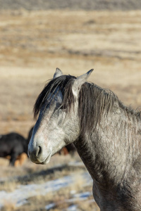 犹他州冬天一匹美丽的野马的肖像。