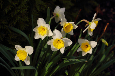 在春天的草地上合上白色的黄色水仙花。 自然的宏观摄影。