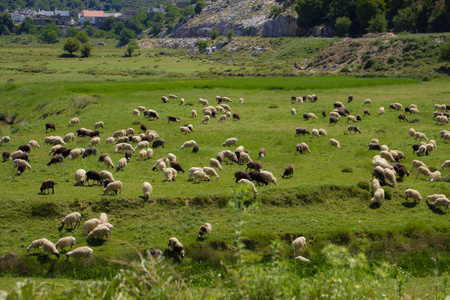绿野里的羊