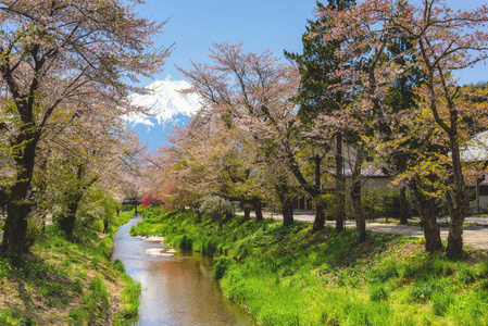 樱花或樱花沿运河在奥什诺海开村，山富士或富士山景观在春季日本山桥。