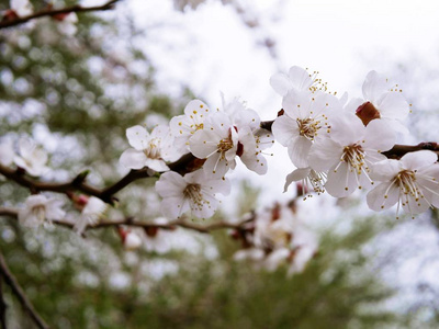 樱花树的一季春枝，迎着蓝天绽放的樱花