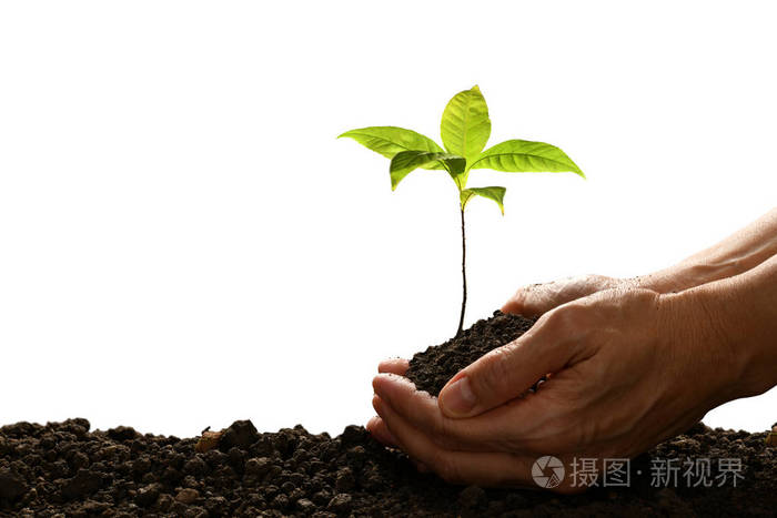双手捧着一株绿色的年轻植物,与白色背景隔离