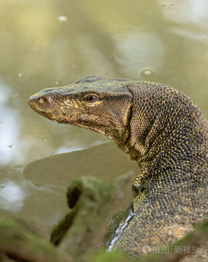 马来亚水监测蜥蜴 瓦拉努斯萨尔瓦多 在双溪布洛湿地保护区