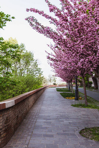 匈牙利布达佩斯布达城堡的梅花树巷