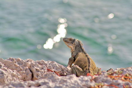 绿岛鬣蜥十月在库拉索拍摄