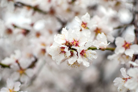 春天的自然景象美丽的杏花盛开的树