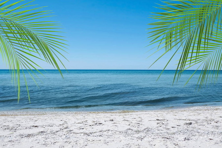 晴天的沙滩和热带棕榈叶图片