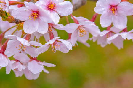 特写盛开的美丽的粉红色樱花樱花在春天阳光明媚的日子越过花园，有柔和的绿色模糊的自然背景。
