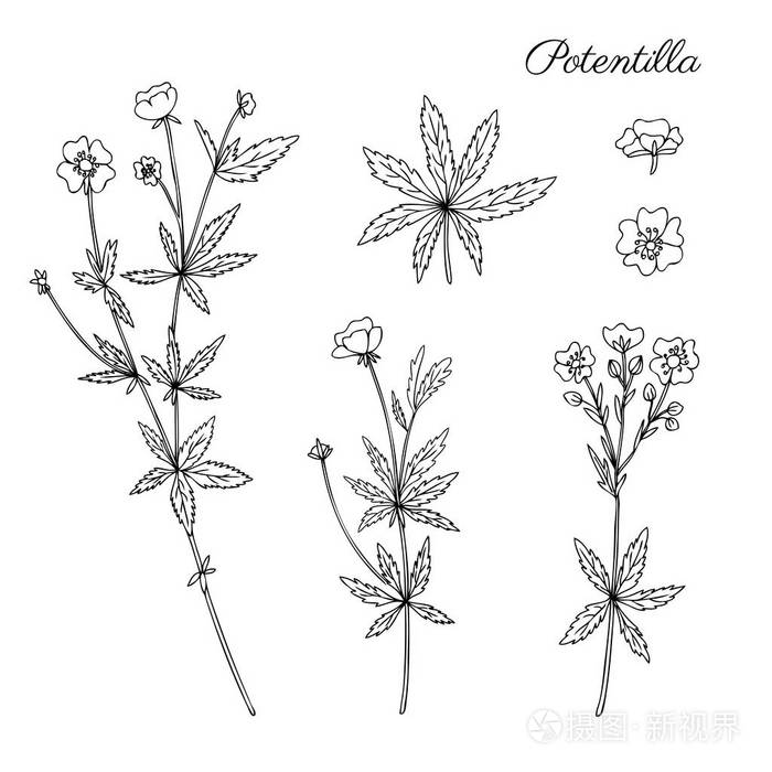 金银花,紫菜花,血草矢量手绘插图等是白色的, 水墨素描, 装饰草本涂鸦