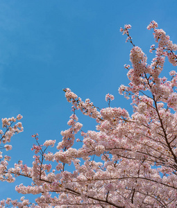 樱花樱花节。 樱花在日本东京巨罗河春季盛开。 许多来日本的游客选择在樱花季节旅行。