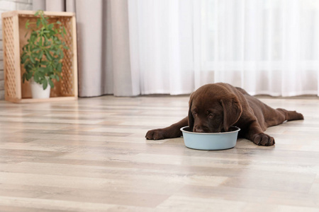 巧克力拉布拉多猎犬小狗在家吃碗里的食物