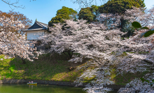 樱花盛开在春天的季节，围绕东京奇多福奇公园爱多城堡的最北部分。 许多来日本的游客选择在樱花季节旅行。