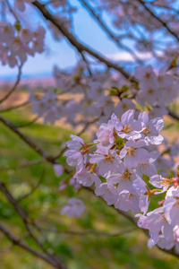 在春天阳光明媚的日子里，盛开着美丽的粉红色樱花樱花在花园上空，柔和的自然背景