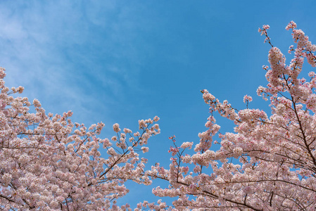 樱花樱花节。 樱花在日本东京巨罗河春季盛开。 许多来日本的游客选择在樱花季节旅行。