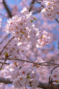 春暖花开，美丽的粉红色樱花，春天阳光明媚，自然背景柔和