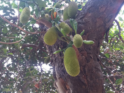树上的绿杰克水果