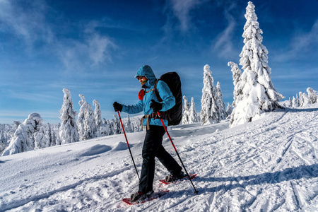 冬季体育活动。 女徒步旅行者徒步旅行与背包和雪鞋雪鞋在雪道森林。 美丽的风景，针叶树和白雪。