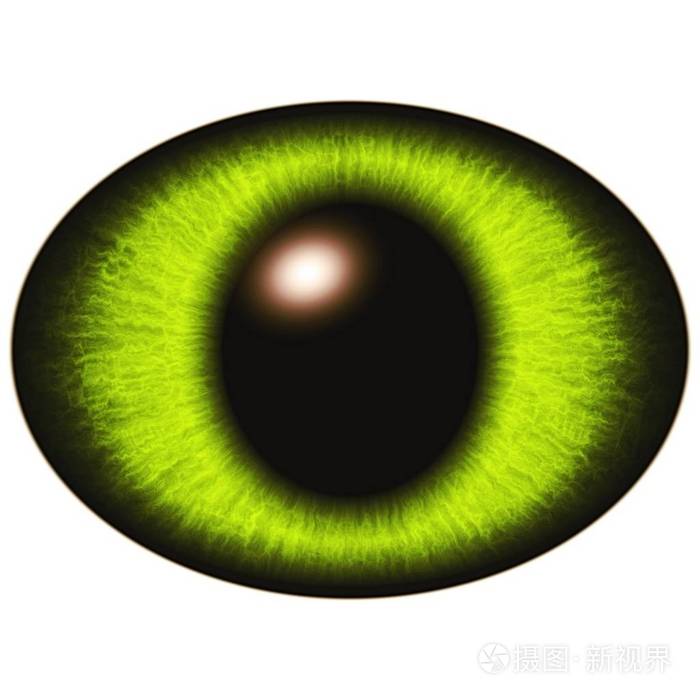绿色猛禽眼,白色瞳孔大. 孤立的眼睛元素
