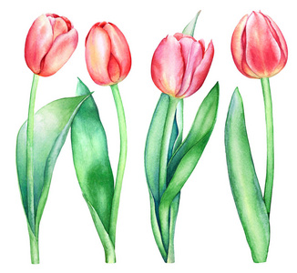 个 白色背景上分离的红色郁金香花的水彩插图.