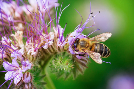 蜜蜂从法塞利亚采集花蜜。 花蜜花
