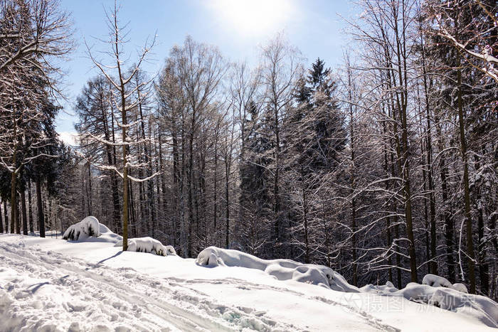 冬季景观林雪冬树木在多云的冬季天气. 冬天,大自然