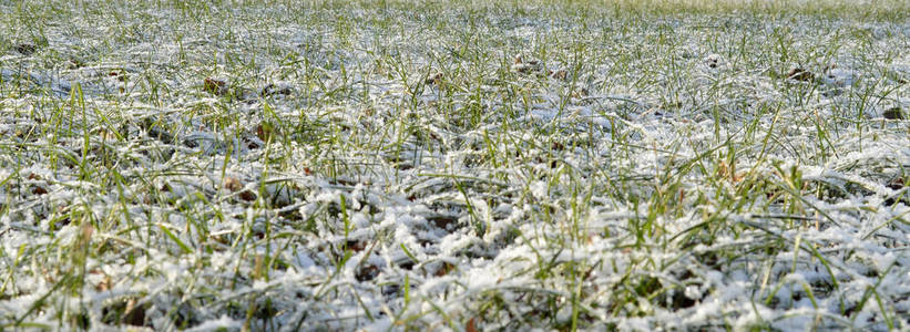 第一次秋雪在绿草上