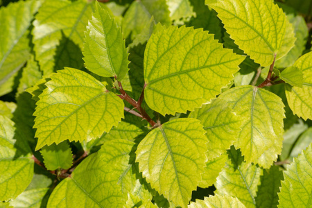 一组详细的绿叶，在中东阿曼的阳光中有详细的标记。 叶子背景图像。