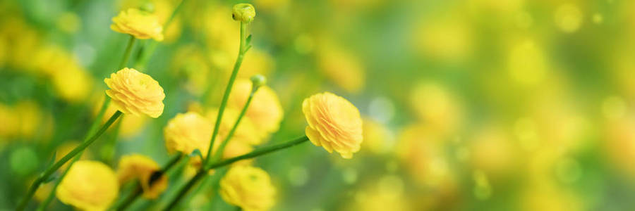 绿色背景上的黄色春天的花