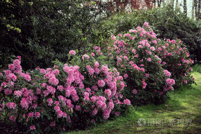 公园里盛开的杜鹃花,粉红色的花朵,杜鹃花灌木