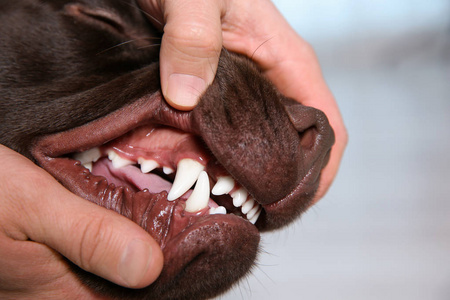 s teeth indoors, closeup. Pet care