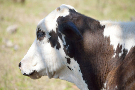 奶牛在农场理想的哺乳动物项目或自然主题在您的出版物。