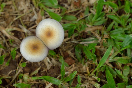 蘑菇照片为您的植物学项目或生物学出版物。