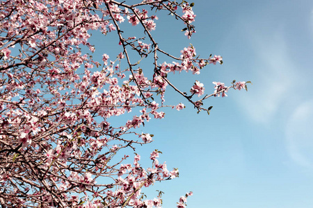 春天樱花树的背景。 选择性聚焦