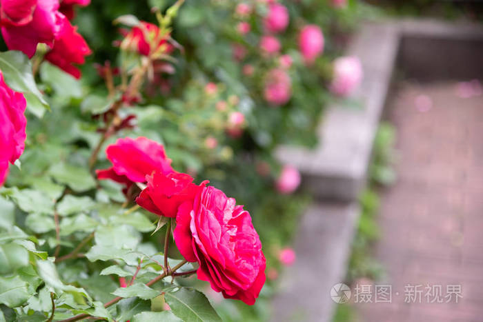 红玫瑰花盛开在玫瑰花园的背景红玫瑰花上.