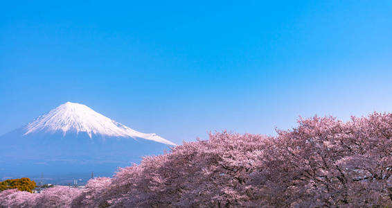 富士山山富士山盛开着美丽的粉红色樱花樱花明媚的日子里，蓝天自然背景