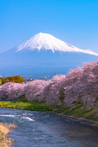 富士山山富士山盛开着美丽的粉红色樱花樱花明媚的日子里，蓝天自然背景